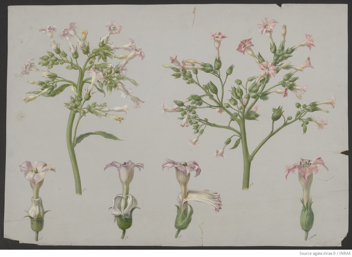 Dessin ancien représentant des fleurs de tabac  