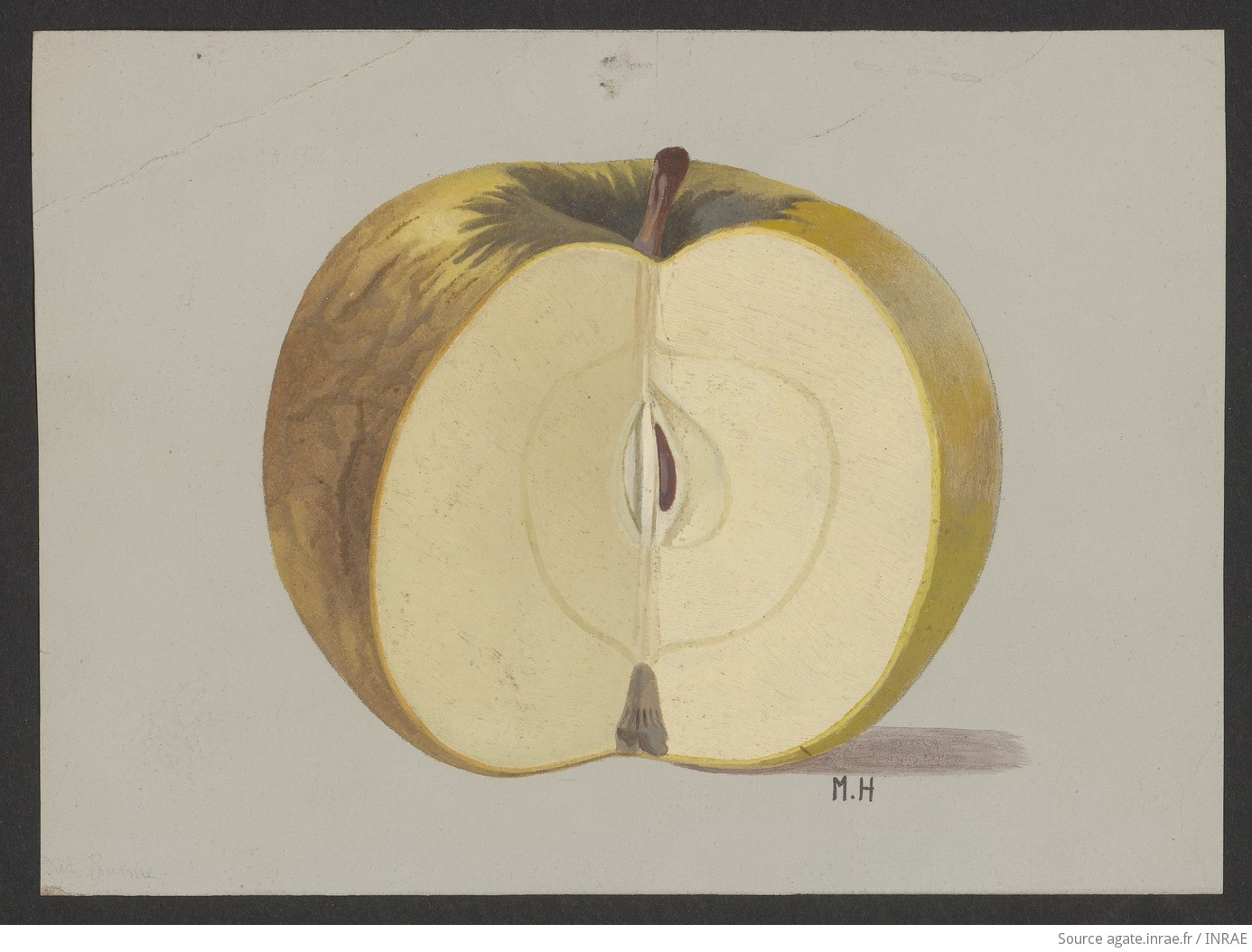Dessin ancien d'une pomme atteinte de la maladie Scald.