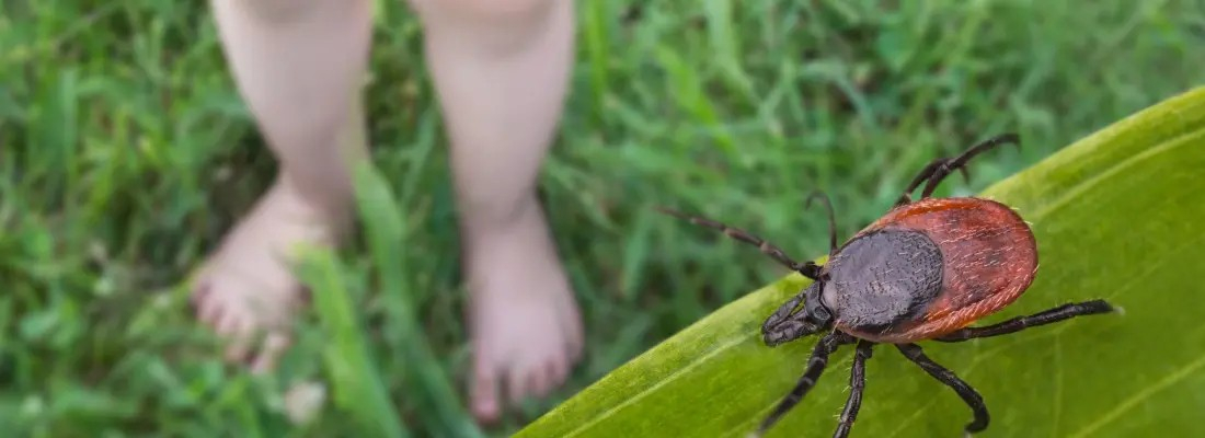 Photo d'un tique sur une feuille dans un jardin 